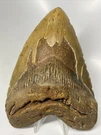 Megalodon Shark Tooth 6.18 Inch - Monster Authentic Fossil Orange 12953. Fixed Price $675.00.