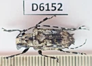 D6152. Insects, Cerambycidae Sp. Vietnam Central. A-. Fixed Price $8.00.