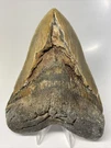 Megalodon Shark Tooth 6.03 Inch - Huge Authentic Fossil Monster 11024. Fixed Price $399.00.