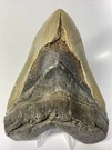 Megalodon Shark Tooth 6.30 Inch Giant - Authentic Fossil Massive Rare 10486. Fixed Price $899.00.