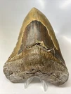 Megalodon Shark Tooth 6.00 Inch - Giant Rare Fossil Authentic Real 13725. Fixed Price $599.00.