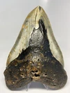 Megalodon Shark Tooth 6.09 Inch - Natural Authentic Fossil Huge Rare 6342. Fixed Price $750.00.